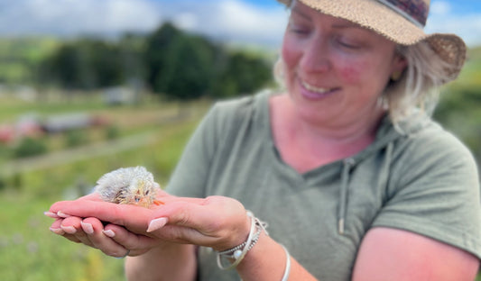 Raising Chicks for Cyclone Gabrielle Victims