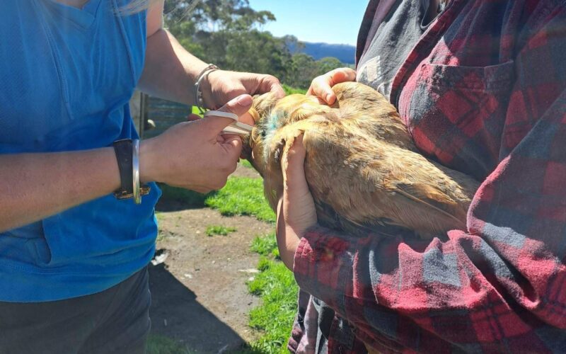 Help for creatures great and small in cyclone-ravaged Pātoka | FarmersWeekly